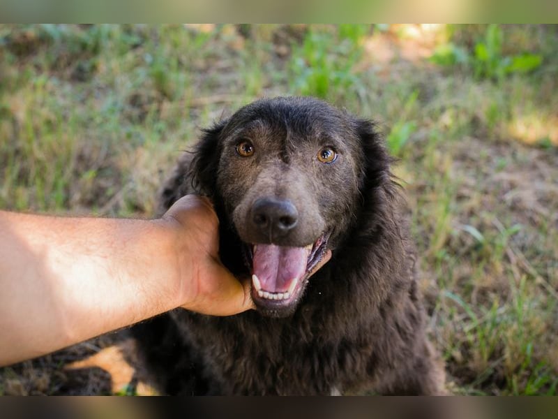 HARDY - der aufgeschlossene junge Rüde freut sich auf ein tolles Zuhause!