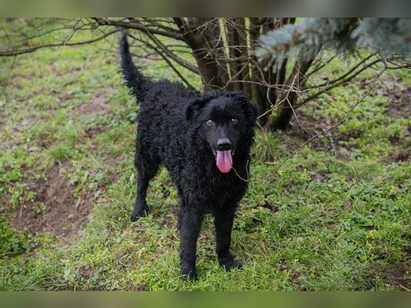 Chip-Nr. 259255 - wer schenkt mir sein Herz und ein tolles Für-Immer Zuhause?