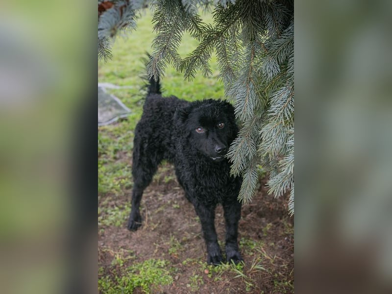 Chip-Nr. 259255 - wer schenkt mir sein Herz und ein tolles Für-Immer Zuhause?