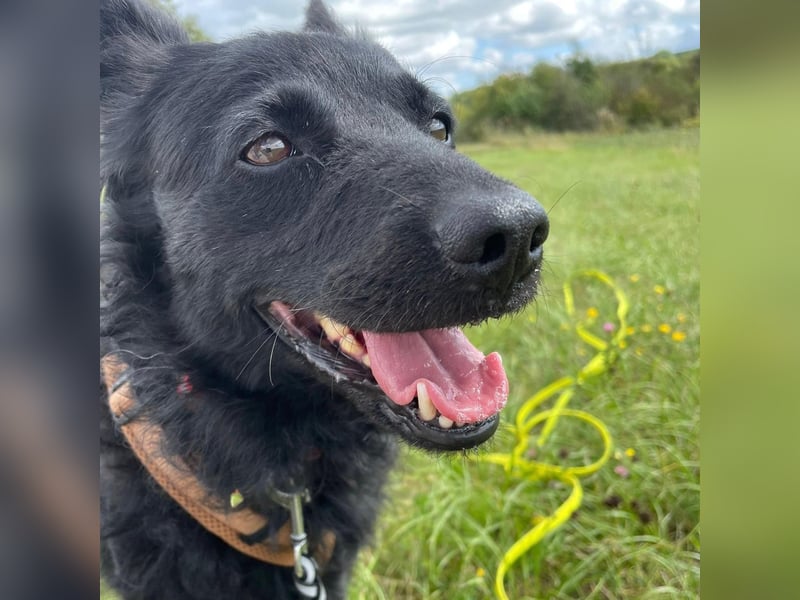 Ruhige Mérida sucht ihr Zuhause ❤️