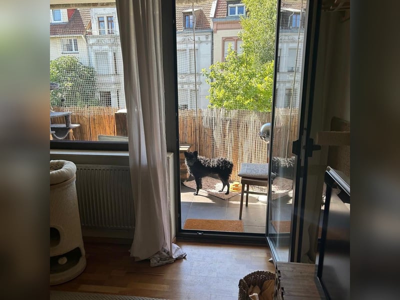 Ruhige Mérida sucht ihr Zuhause ❤️