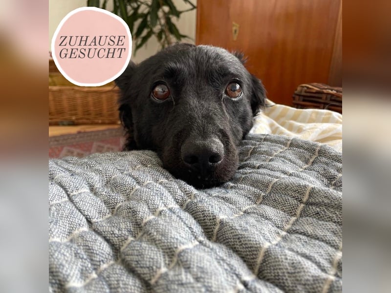 Ruhige Mérida sucht ihr Zuhause ❤️