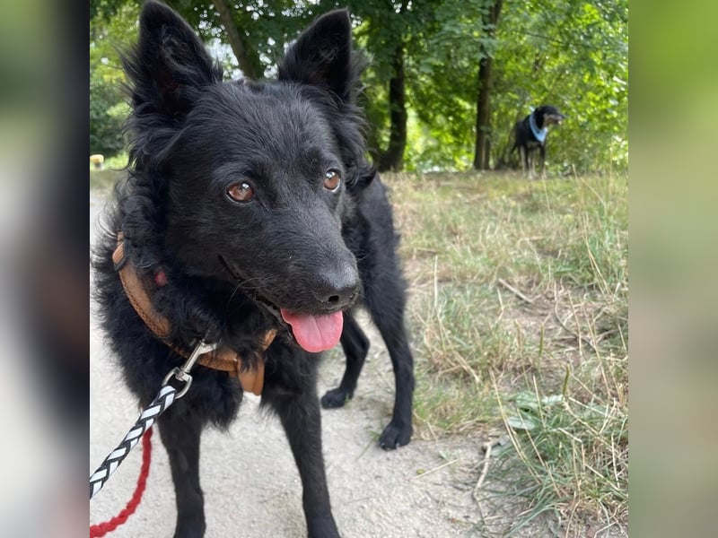 Ruhige Mérida sucht ihr Zuhause ❤️
