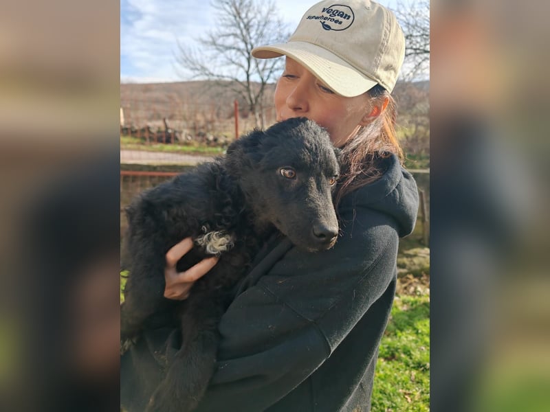 Sweetboy BIKE sucht Zuhause oder Pflegestelle ❤️