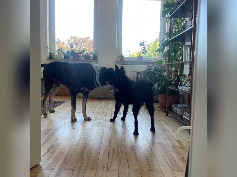Ruhige Mérida sucht ihr Zuhause ❤️