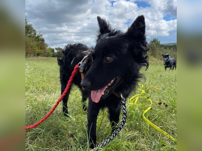 Ruhige Mérida sucht ihr Zuhause ❤️