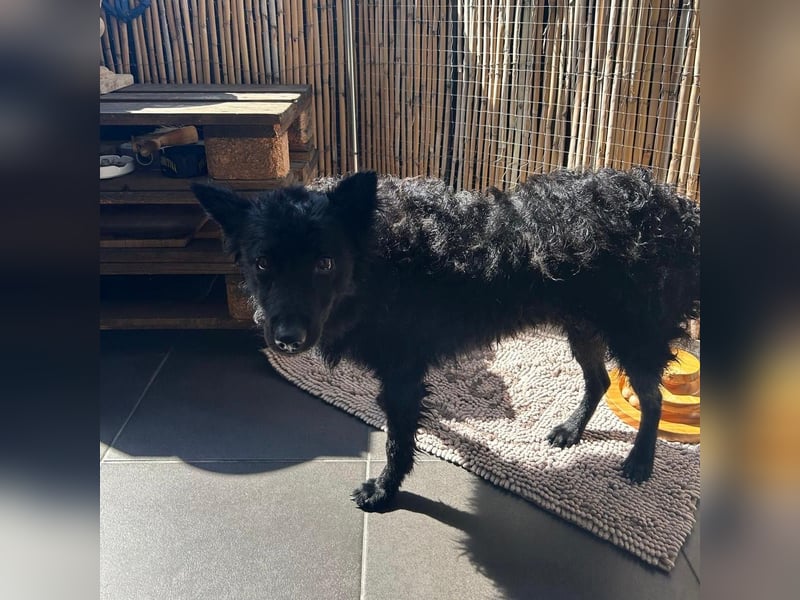 Ruhige Mérida sucht ihr Zuhause ❤️