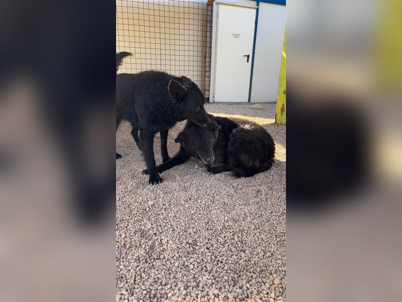 Doppelpack Whisky & Teo ❤️