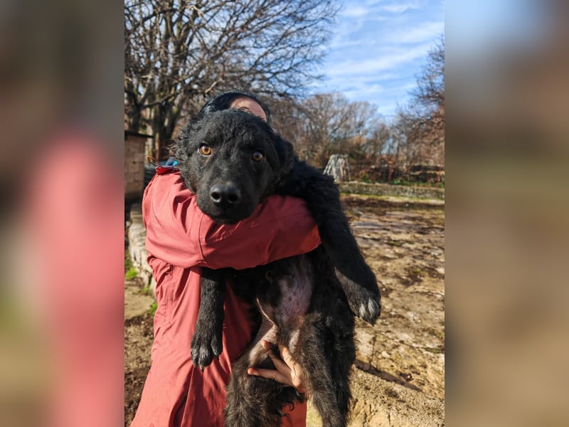 Sweetboy BIKE sucht Zuhause oder Pflegestelle ❤️
