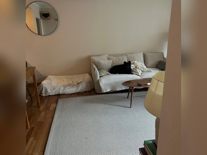 Ruhige Mérida sucht ihr Zuhause ❤️