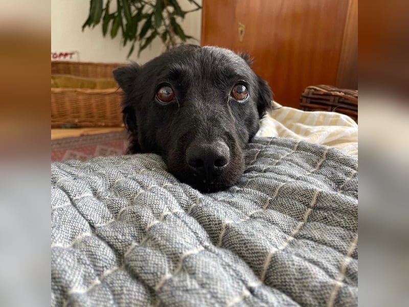 Ruhige Mérida sucht ihr Zuhause ❤️