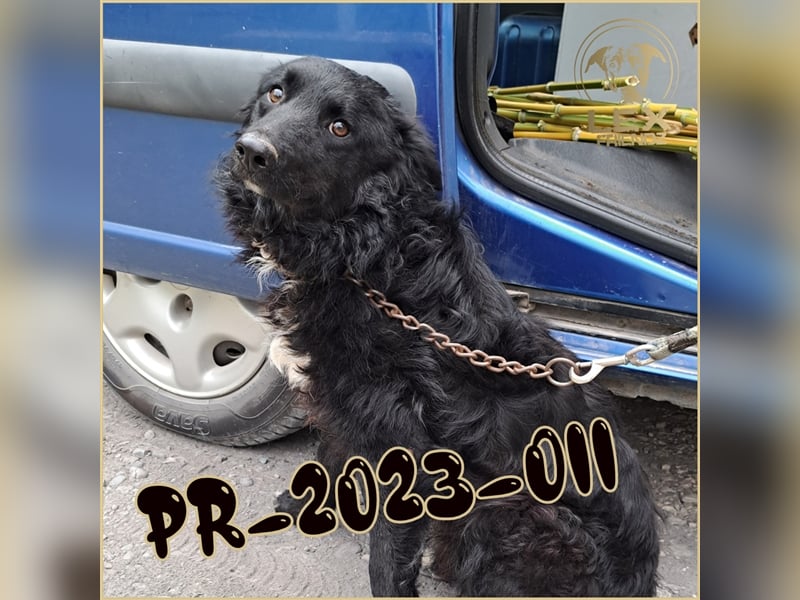 PR-2023-011 hofft auf Rettung