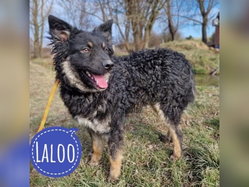 Laloo ein wunderschöner Lockenkopf