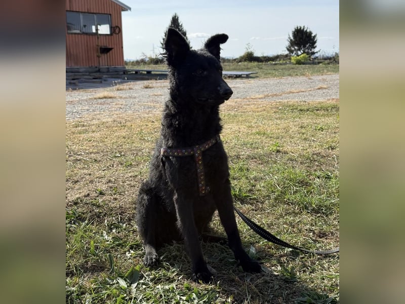 Dora eine schwarze Perle Dora eine schwarze Perle