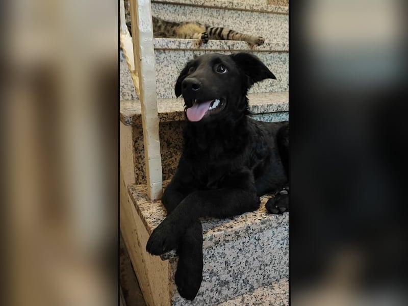 Nero ein Traumhund mit Traumwesen Nero ein Traumhund mit Traumwesen