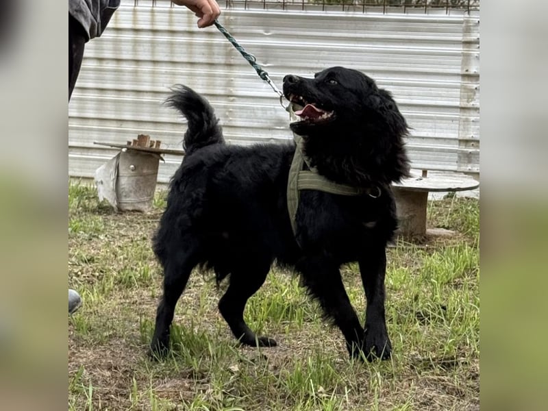 Tobi ein wundervoller Rüde