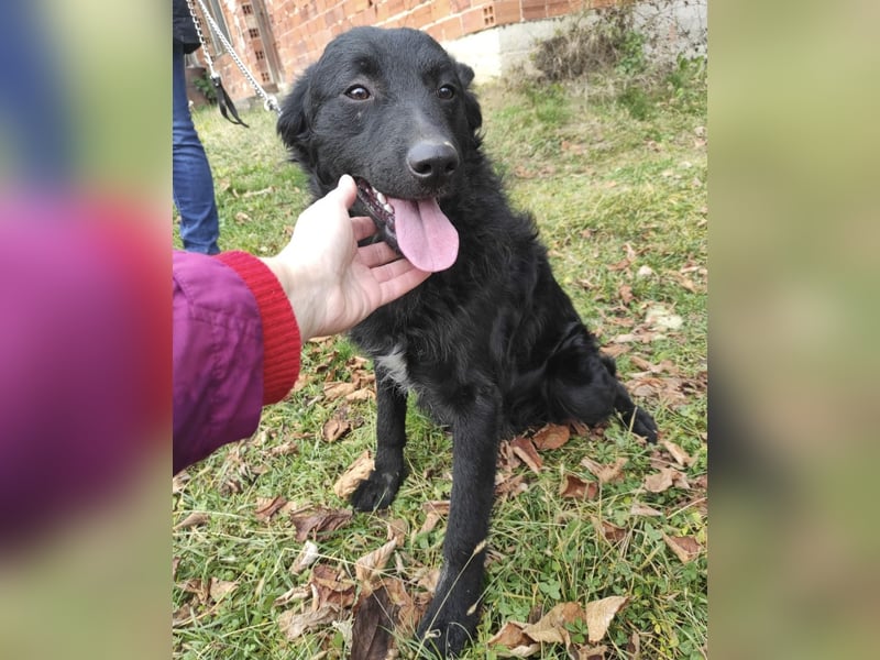 Teddy ein schwarzer Kroate