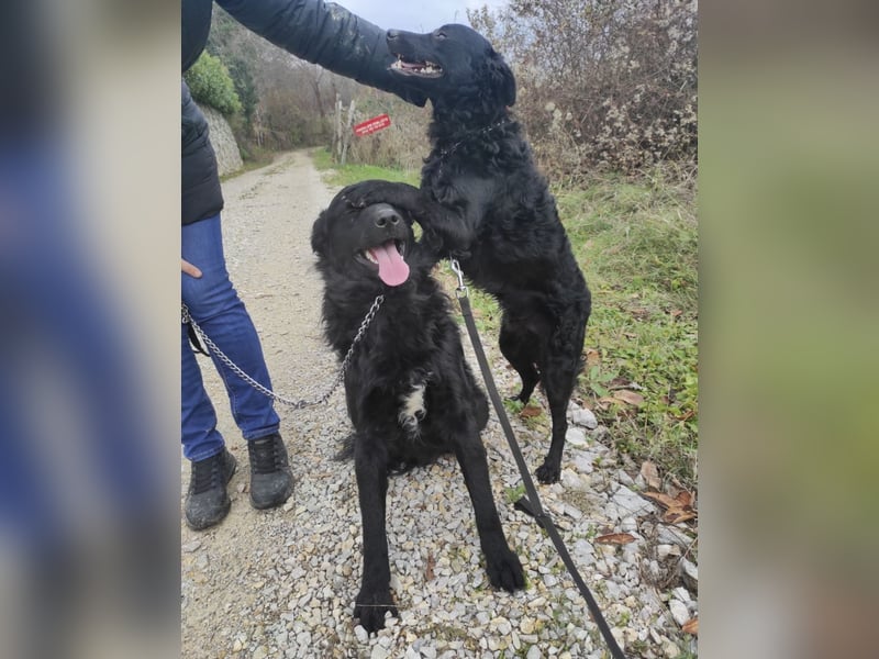 Teddy ein schwarzer Kroate