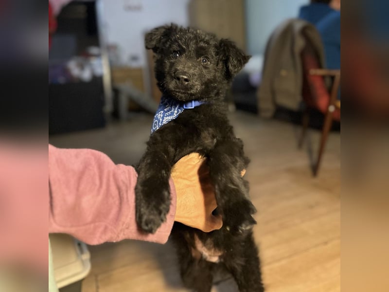 Bore ein kleiner verspielter Welpe