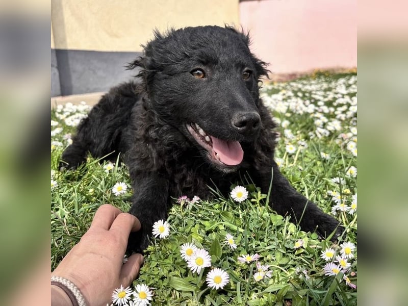 Anora ein freundliches Welpenmädchen