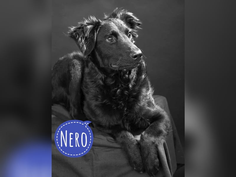 Nero ein Traumhund mit Traumwesen Nero ein Traumhund mit Traumwesen