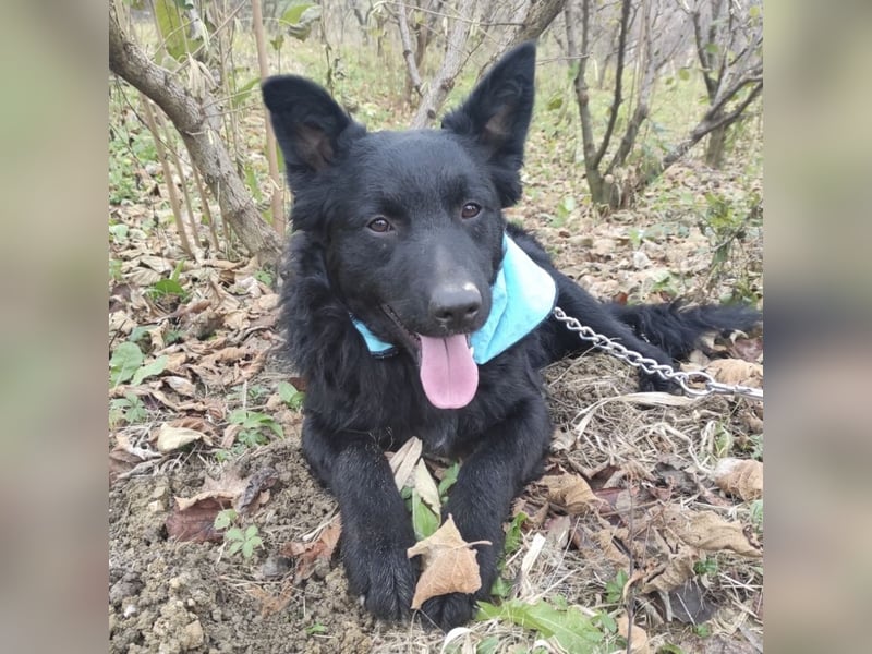 Teddy ein schwarzer Kroate