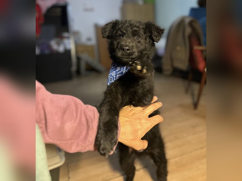 Bore ein kleiner verspielter Welpe