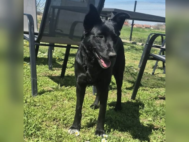 Dona eine zarte Seele