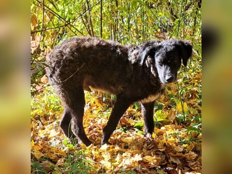 Toni ein sehr intelligenter Bub