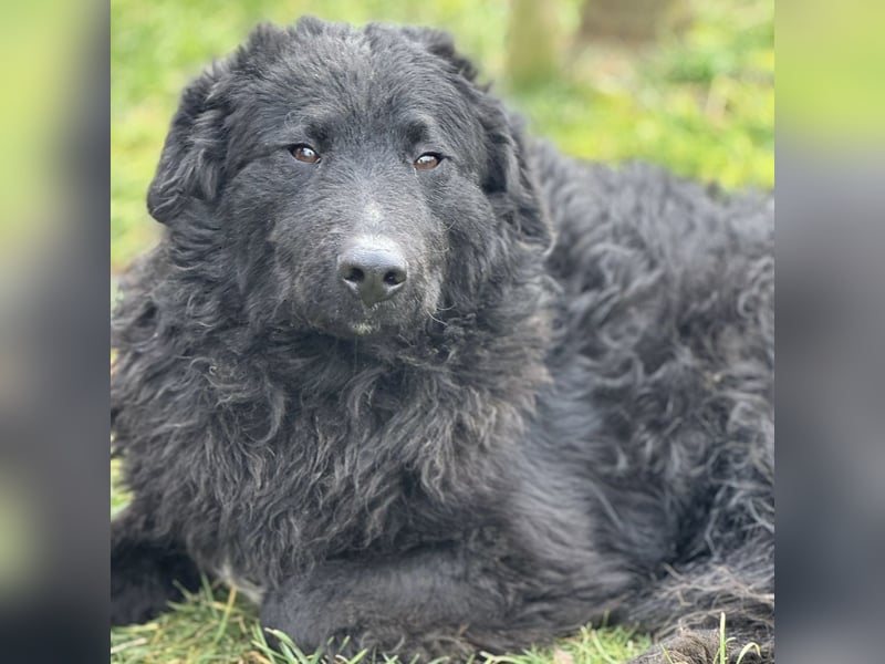 Forest ein sanfter Rüde