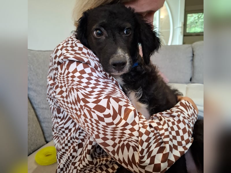 Toni ein sehr intelligenter Bub