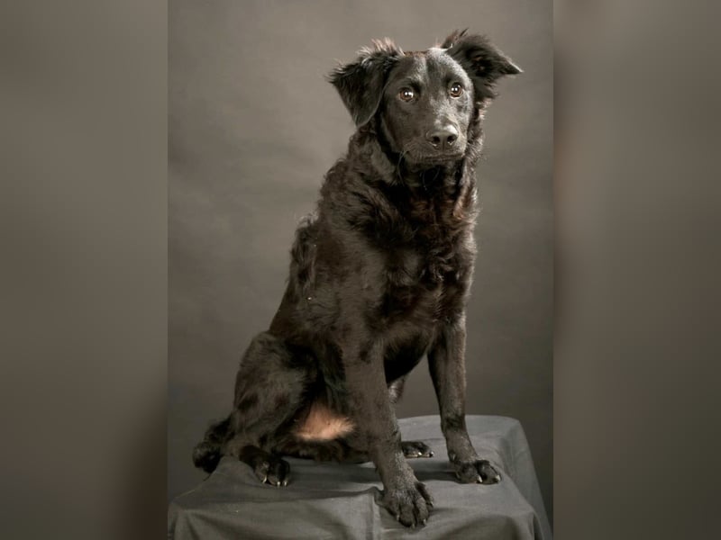 Nero ein Traumhund mit Traumwesen Nero ein Traumhund mit Traumwesen