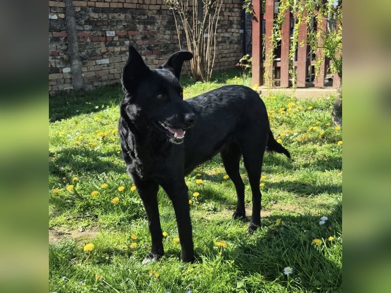 Dona eine zarte Seele