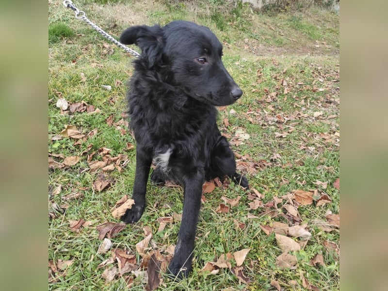 Teddy ein schwarzer Kroate