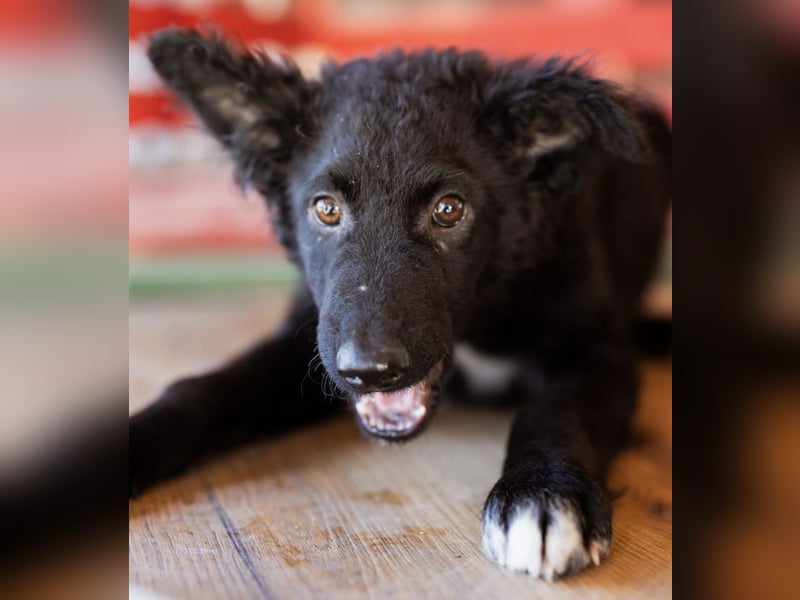 Chi Chi ein unsicherer Schatz