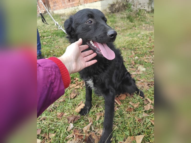 Teddy ein schwarzer Kroate