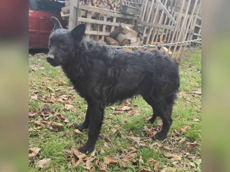 Teddy ein schwarzer Kroate