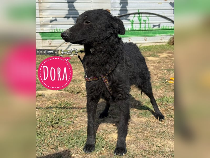 Dora eine schwarze Perle Dora eine schwarze Perle