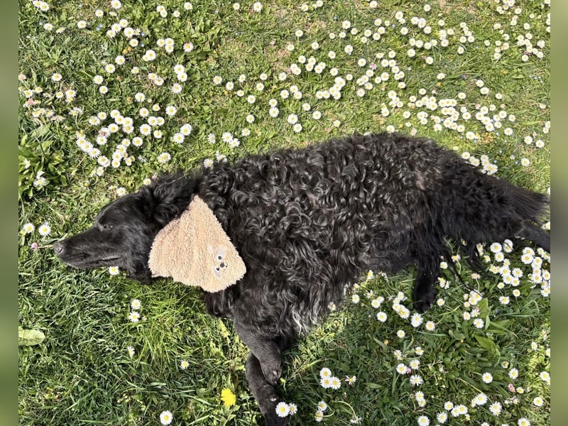 Niok der hübscheste, aber nicht fotogen