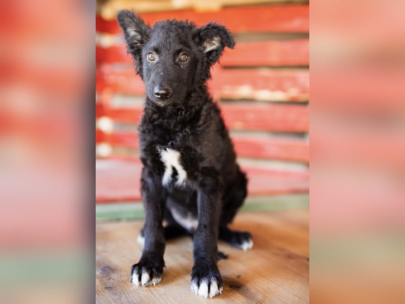 Chi Chi ein unsicherer Schatz