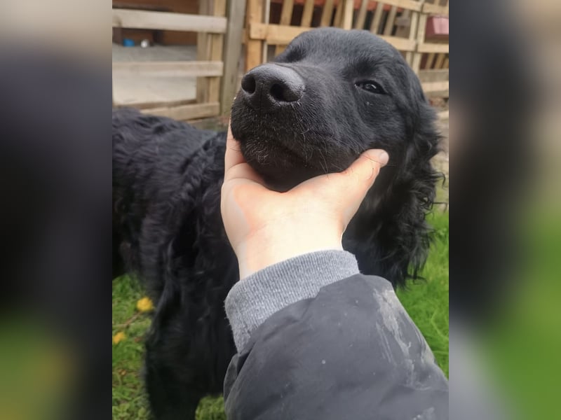 Teddy wartet auf seine Menschen