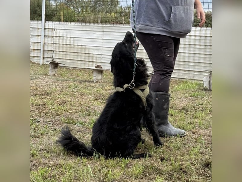Tobi ein wundervoller Rüde