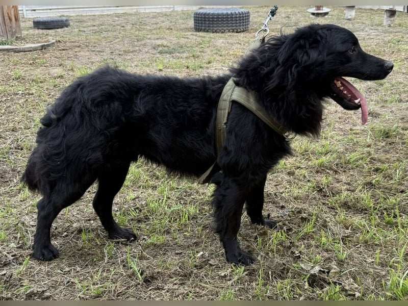 Tobi ein wundervoller Rüde