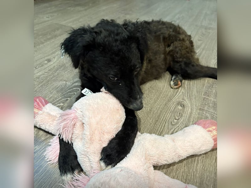 Toni ein sehr intelligenter Bub