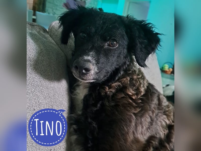 Toni ein sehr intelligenter Bub