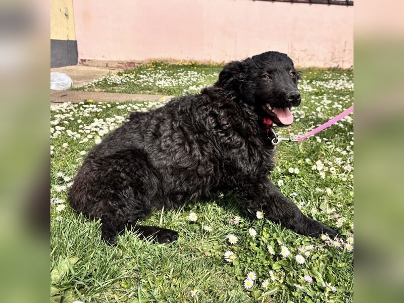 Anora ein freundliches Welpenmädchen