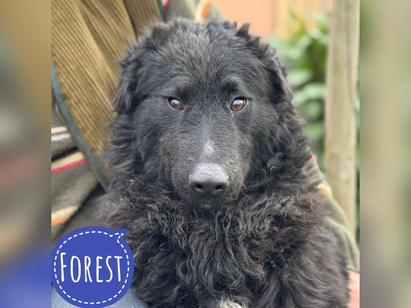 Forest ein sanfter Rüde