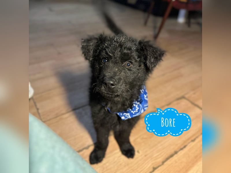 Bore ein kleiner verspielter Welpe