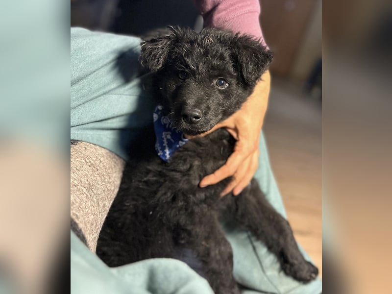 Bore ein kleiner verspielter Welpe