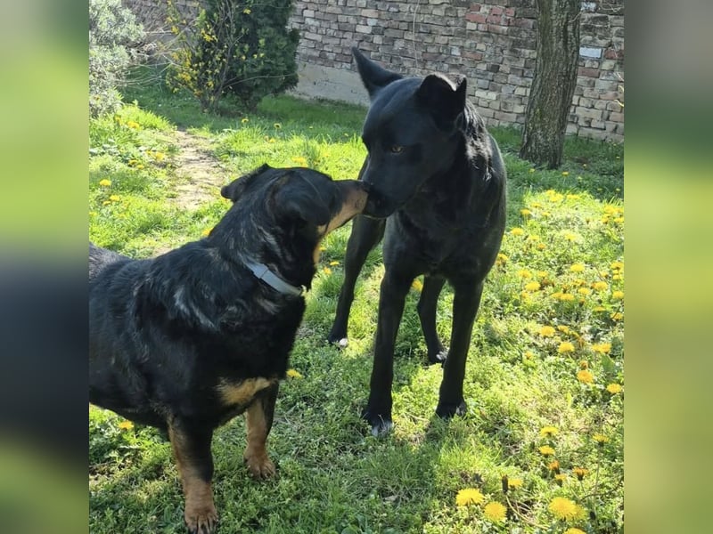 Dona eine zarte Seele